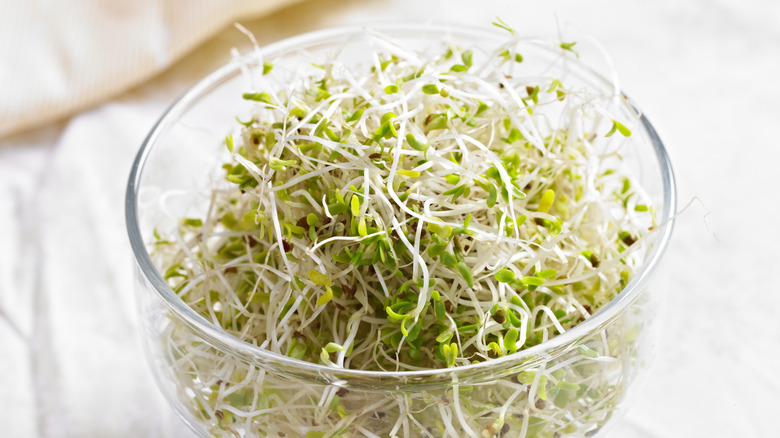 Alfalfa sprouts in bowl