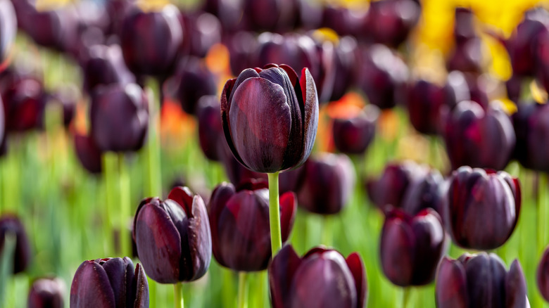 Black tulips