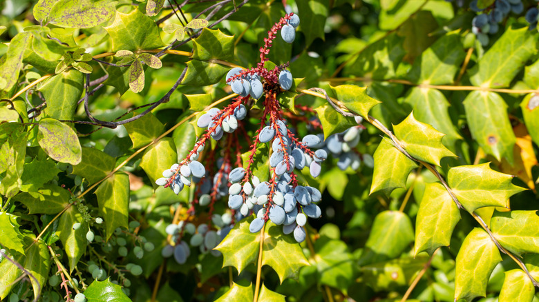 Blueberries on mahonia shrub 