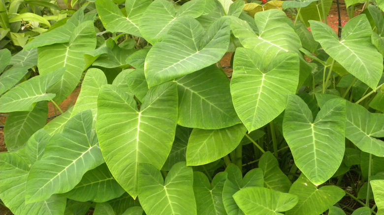 Elephant ears plant 