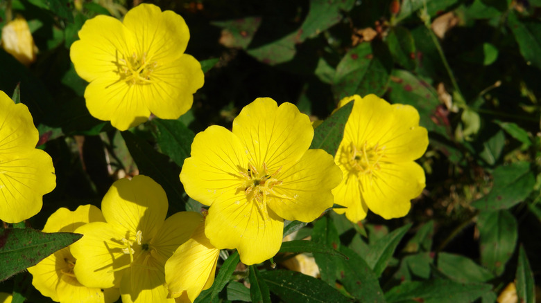 Evening primrose