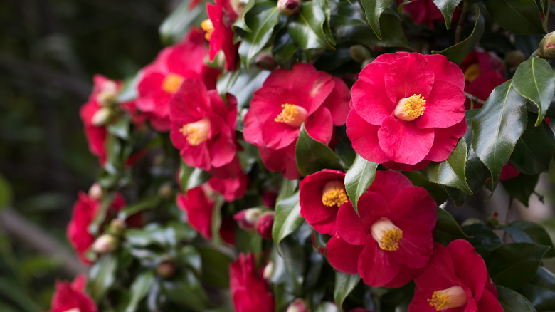 19 Best Winter Plants to Add Color to Your Garden - PureWow