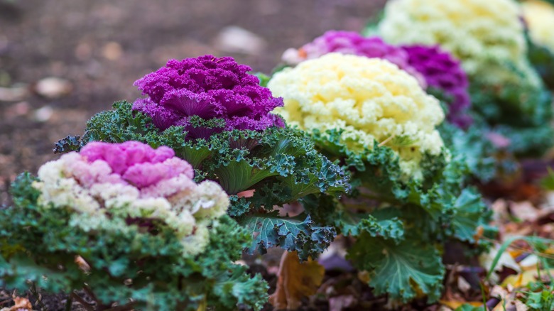 Ornamental cabbage and kale