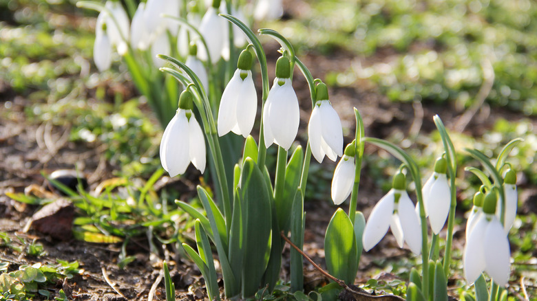 Snowdrops