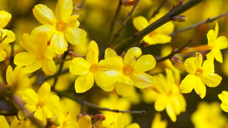 Winter jasmine