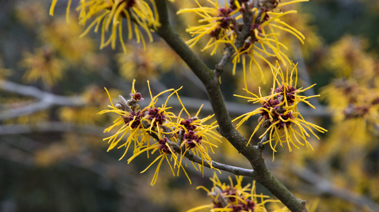 Witch hazel