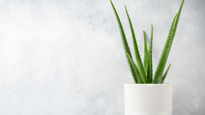 aloe vera plant white pot