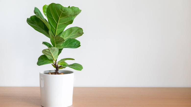 fig plant in pot