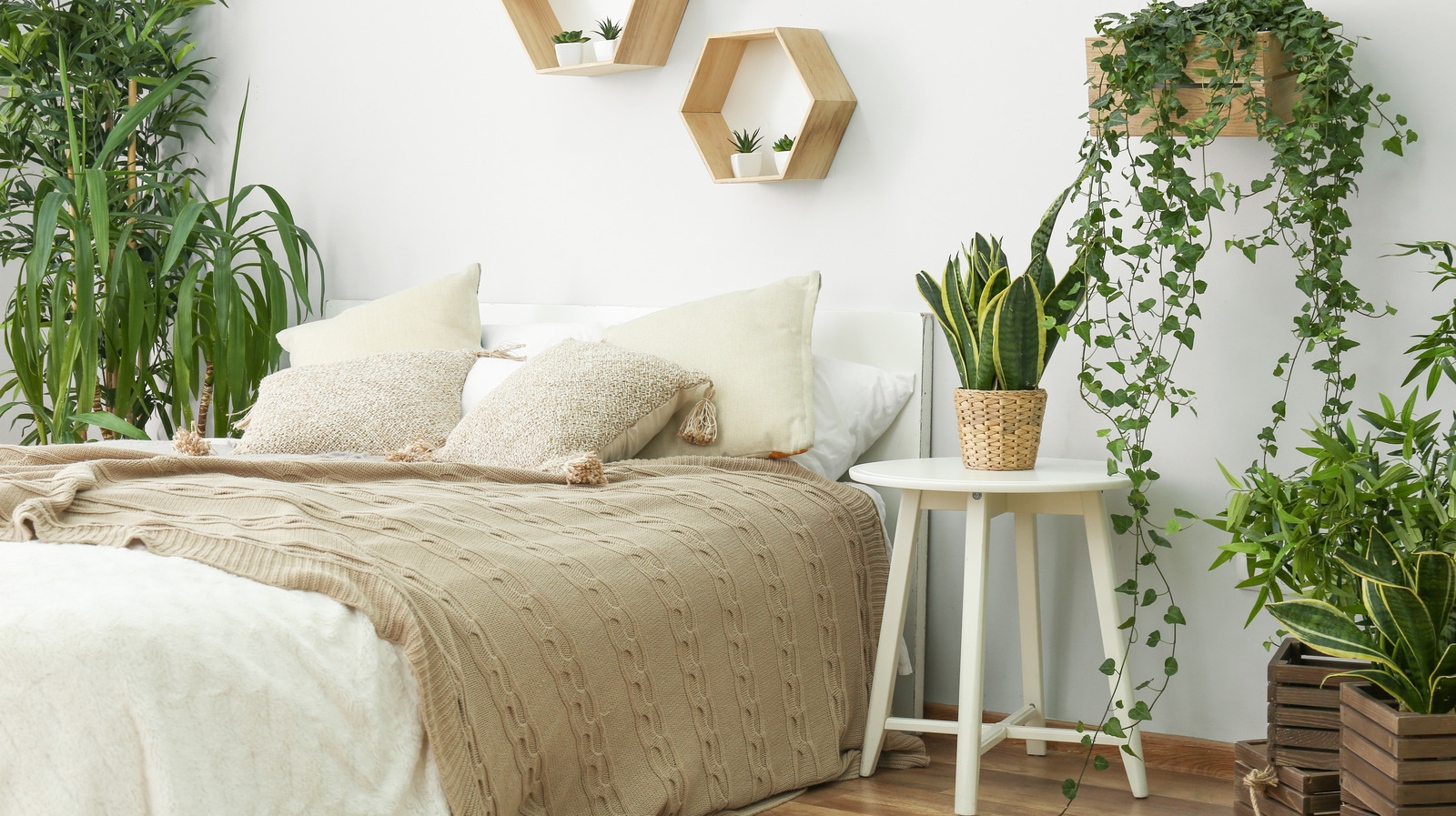 10-houseplants-to-make-your-bedroom-cozier-and-more-inviting