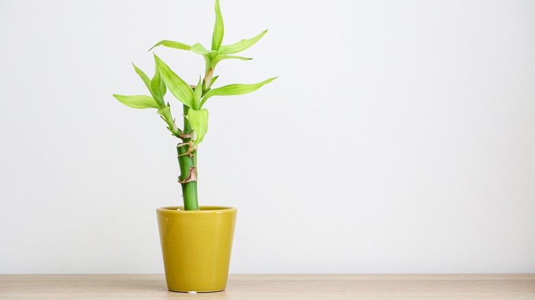 lucky bamboo plant in pot