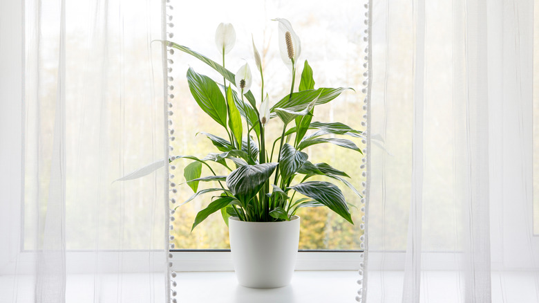 peace lily flower in pot