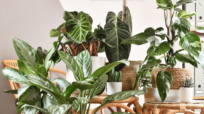 philodendron houseplants clustered on table