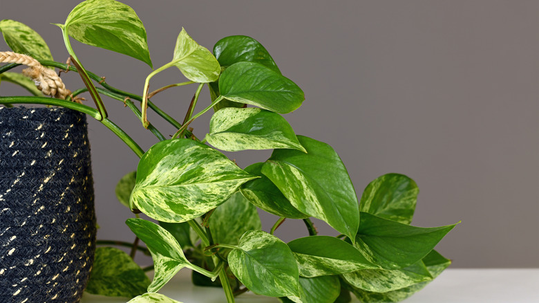 pothos plant in black planter