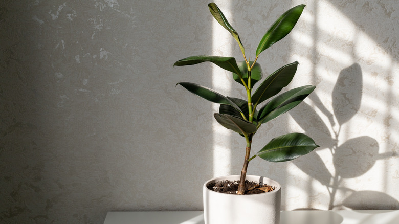 rubber plant in white pot