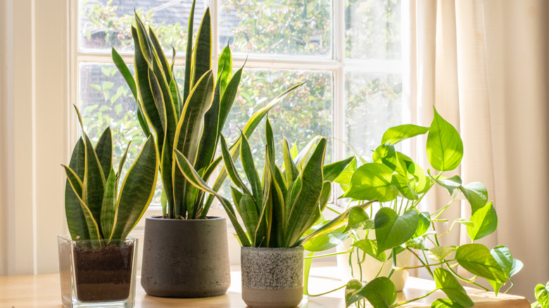  snake plants in planters near window