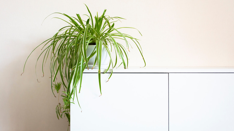 spider plant on white shelf