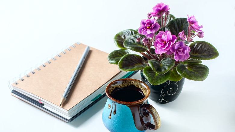 African violet with book and cup