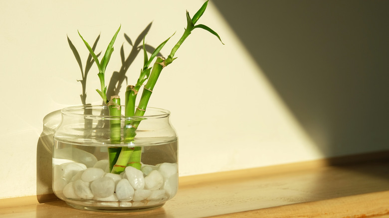 Bamboo in clear vase with rocks