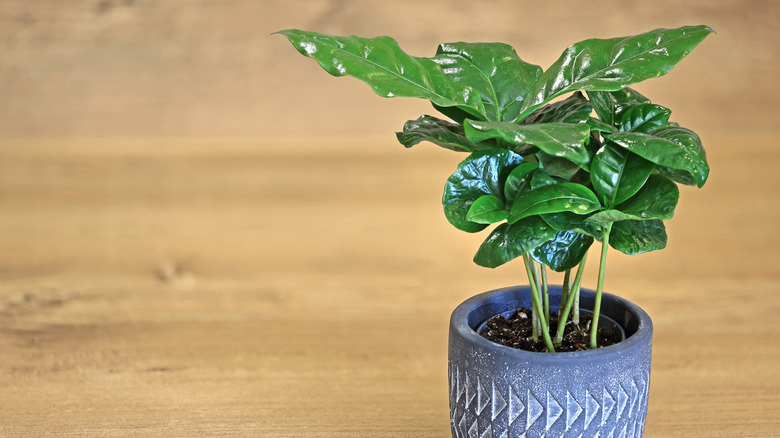 Coffea arabica in gray planter