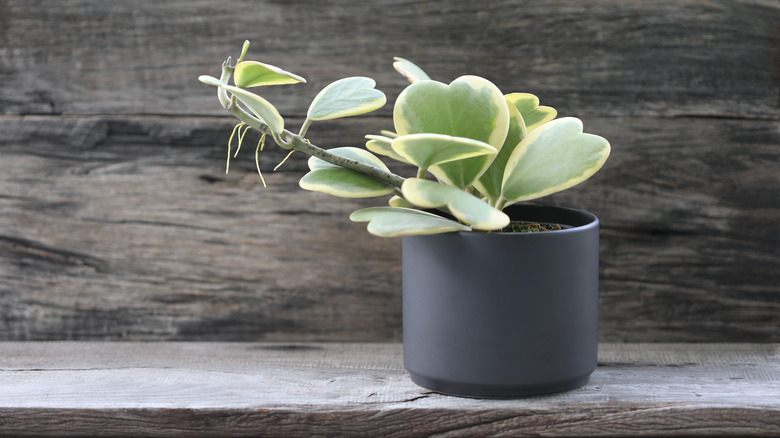 Sweetheart plant in small container