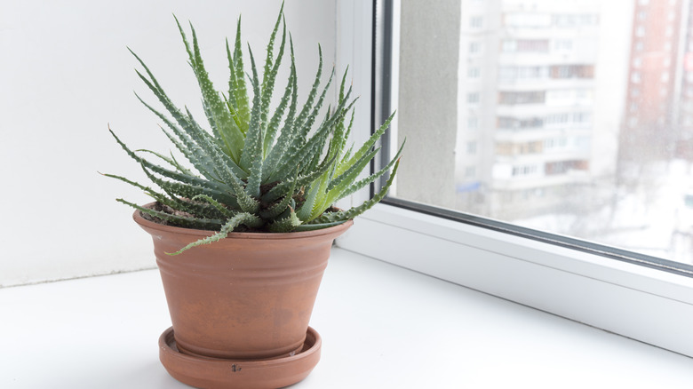 Lace aloe in planter in window