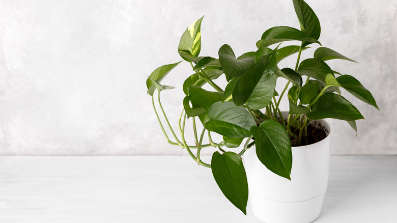 Pothos in white pot 