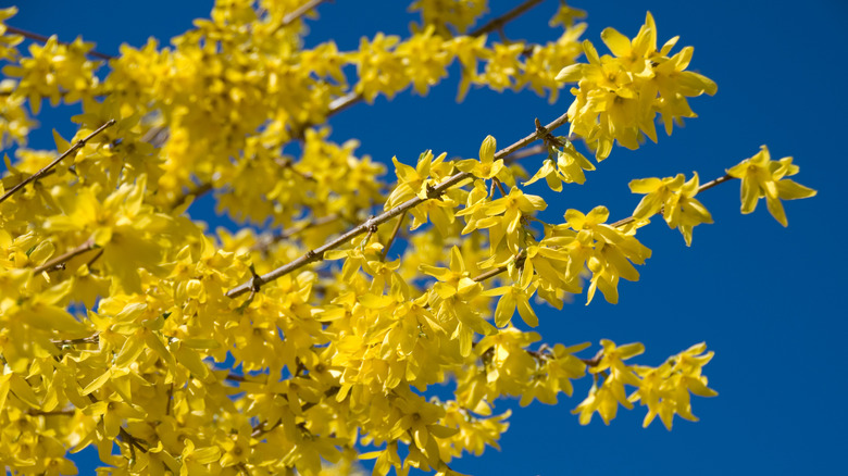 yellow forsythia flowers set against blue sky