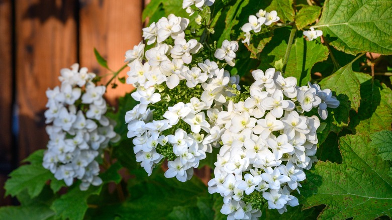 white oakleaf hydrangea in bloom