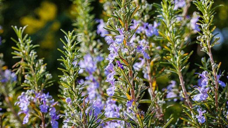 rosemary bush in bloom