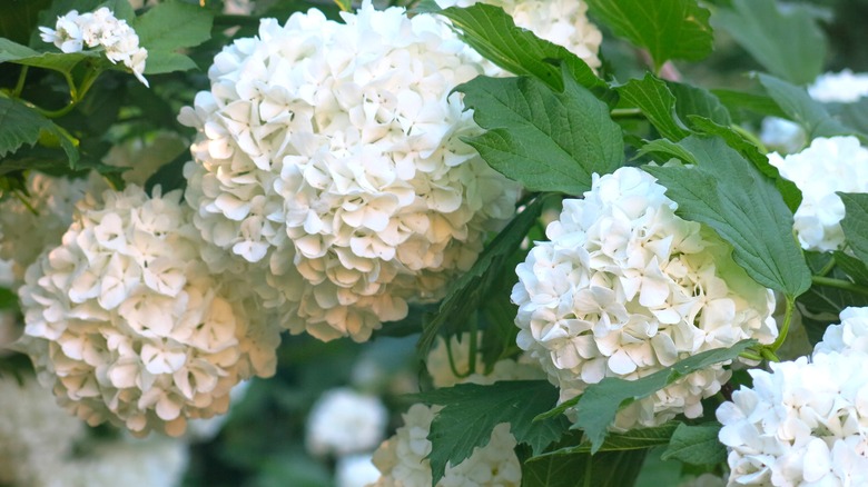 white viburnum in bloom