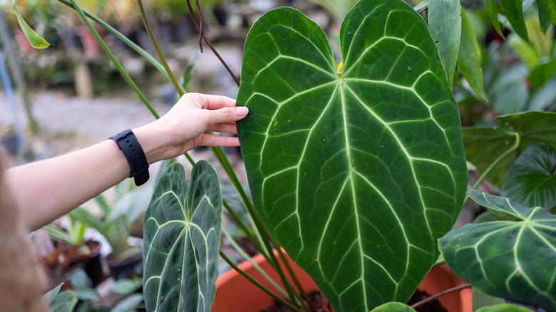 Anthurium regale leaf