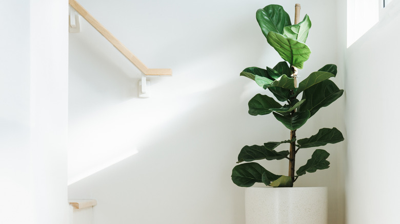 Fiddle leaf fig in pot