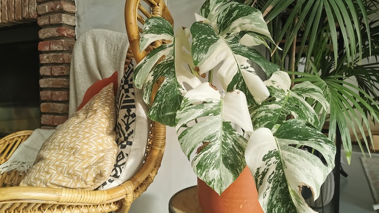 Monstera deliciosa albo variegata