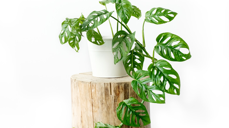 Monstera obliqua on white background