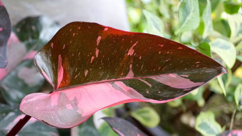 Philodendron pink princess leaf