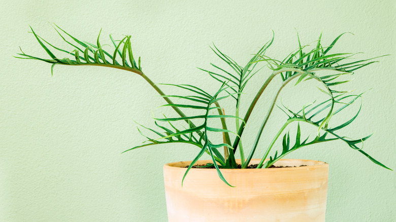 Philodendron tortum on green background