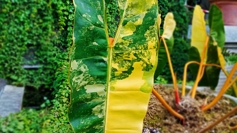 Variegated philodendron billietiae