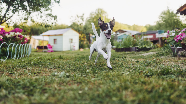 Dog running in yard