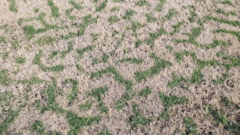 Dormant bermuda grass