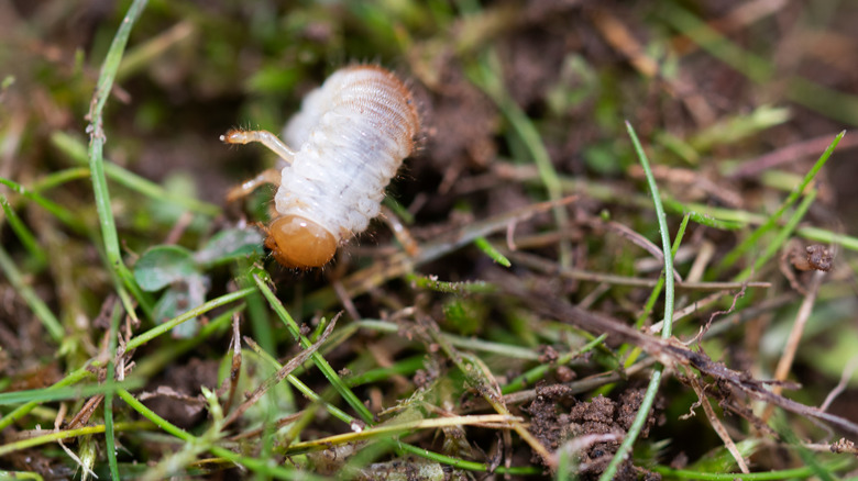 Grub on lawn