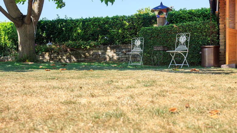 Brown grass in lawn