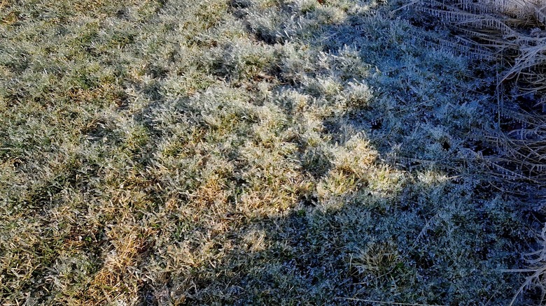 Winter injury on lawn