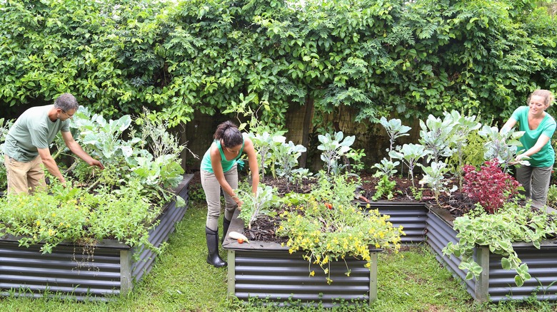 Gardners working in raised beds