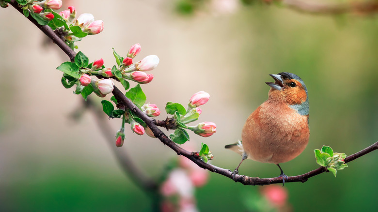 Finch singing on tree branch