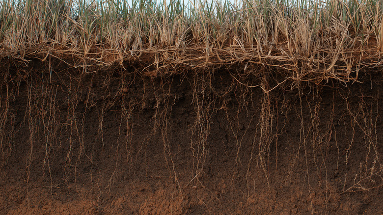 Soil above and below ground