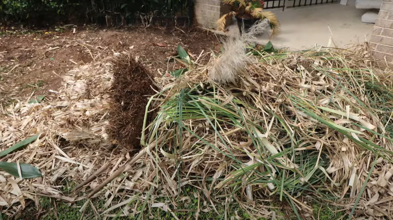 Removed pampas grass