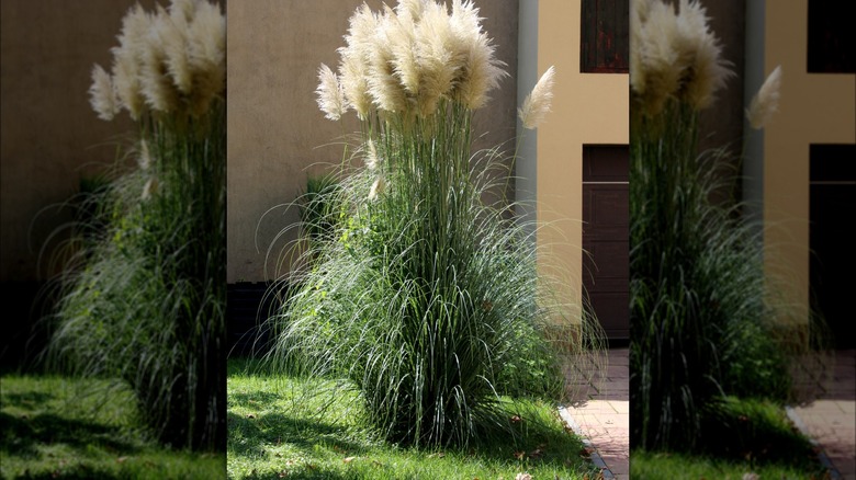 Tall pampas grass