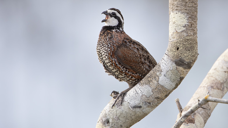 Bobwhite quail on branch