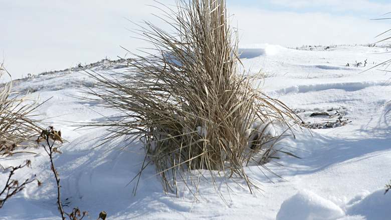 Pampas grass amid snow