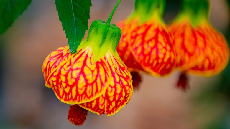 Hanging abutilon flowers